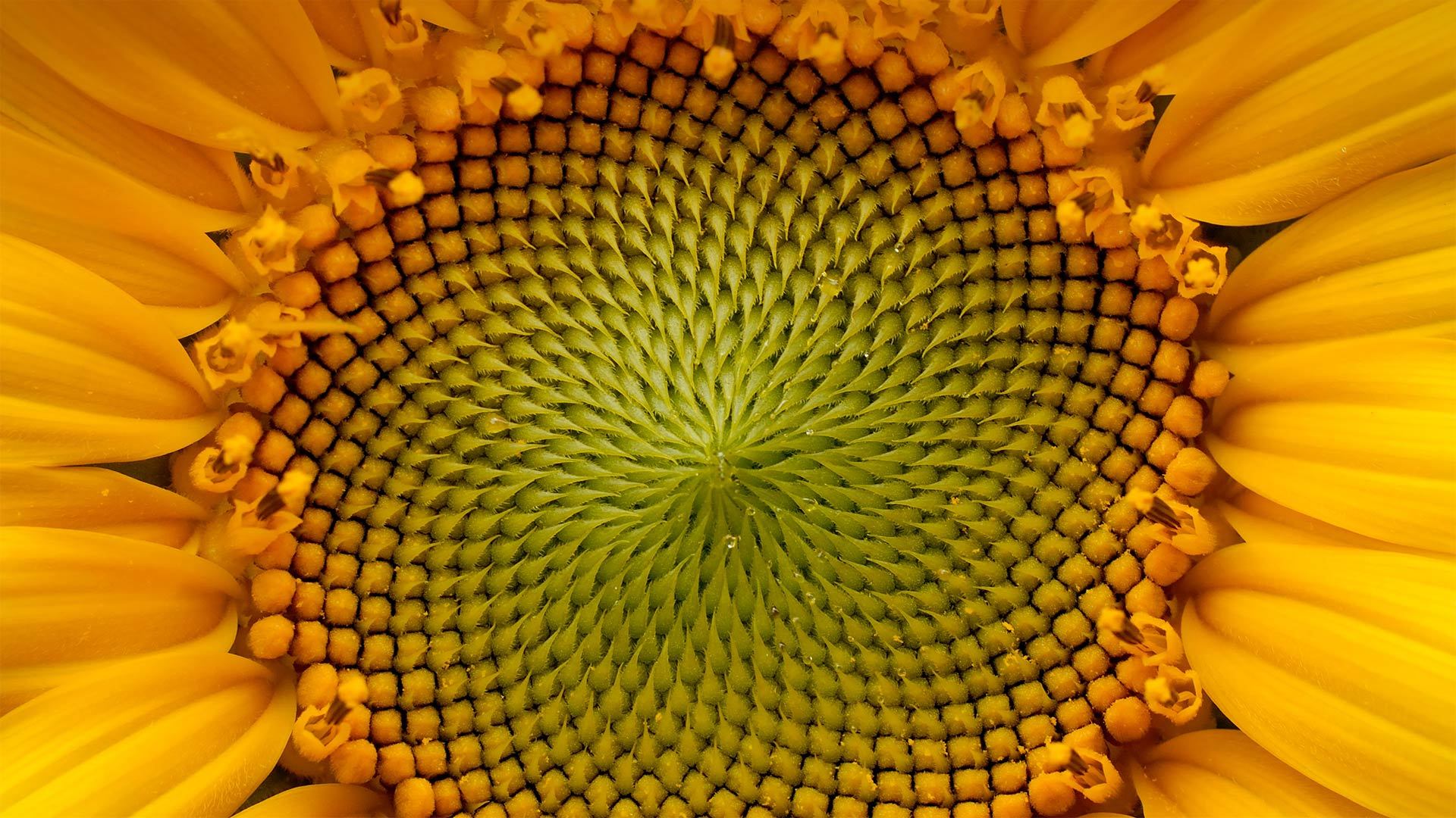 微软壁纸探索世界1123-斐波那契日（Fibonacci Day）
