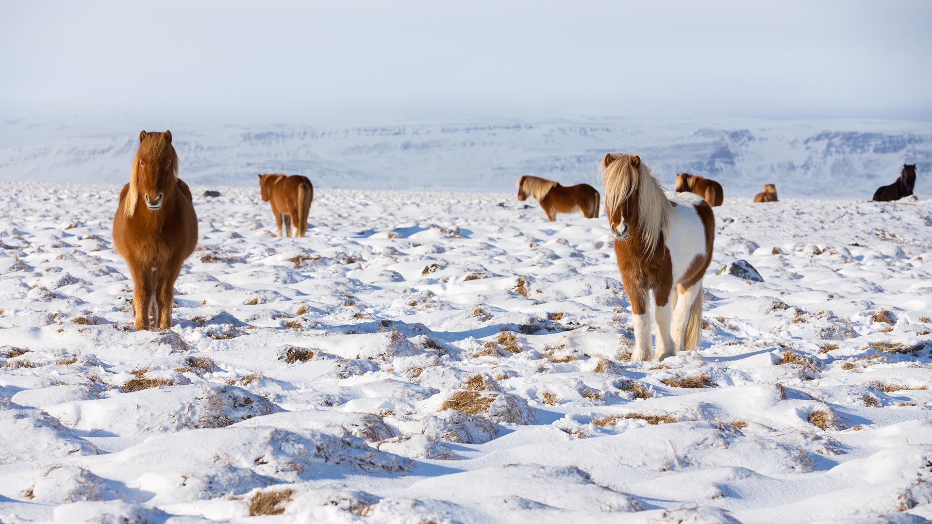 微软壁纸探索世界0306-冰岛马（Icelandic Horse）