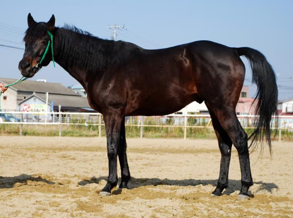 《赛马娘Pretty Derby》原型马王“莫名其妙”25岁意外离世，饲主深陷悲痛之中